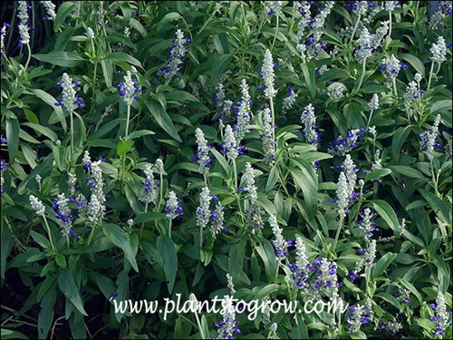 An interesting bi color Salvia farinaceae.
